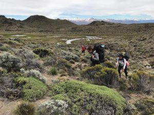 Los macá tobiano llegaron a la Meseta del Lago Buenos Aires