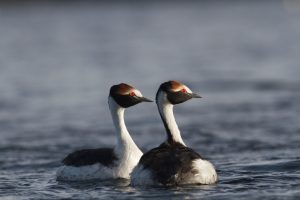 Los macá tobiano llegaron a la Meseta del Lago Buenos Aires