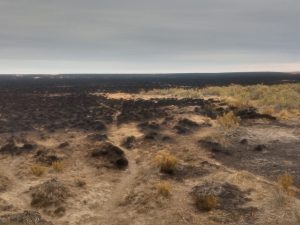 Articularon acciones para sofocar el incendio en inmediaciones de la Estancia Punta Loyola