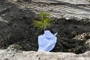 #PlantamosMemoria: en las instituciones educativas de Santa Cruz