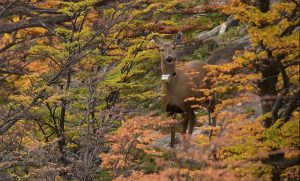 El Gobierno provincial trabaja junto a organizaciones en la conservación del huemul