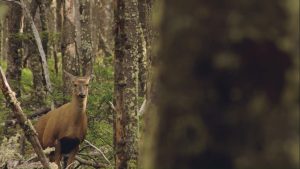 El Gobierno provincial trabaja junto a organizaciones en la conservación del huemul