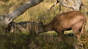 El Gobierno provincial trabaja junto a organizaciones en la conservación del huemul
