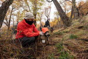En Santa Cruz colocan GPS a huemules para evitar su extinción