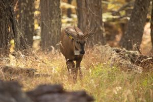En Santa Cruz colocan GPS a huemules para evitar su extinción