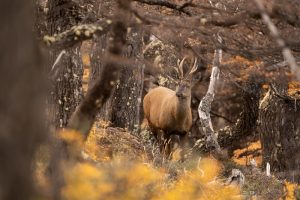 En Santa Cruz colocan GPS a huemules para evitar su extinción