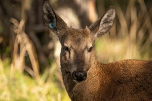 En Santa Cruz colocan GPS a huemules para evitar su extinción