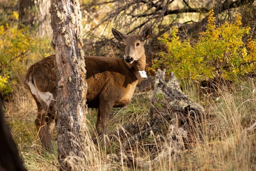 En Santa Cruz colocan GPS a huemules para evitar su extinción