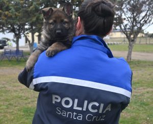 La División Canes de la Policía de Santa Cruz presentó a cuatro nuevos integrantes