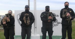 La División Canes de la Policía de Santa Cruz presentó a cuatro nuevos integrantes