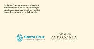Cinco huemules buscan nombre y convocan a Santa Cruz a votar