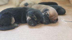 Nacieron siete Bloodhound en la Sección Canes de Búsqueda y Rescate de Puerto San Julián