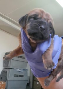 Nacieron siete Bloodhound en la Sección Canes de Búsqueda y Rescate de Puerto San Julián