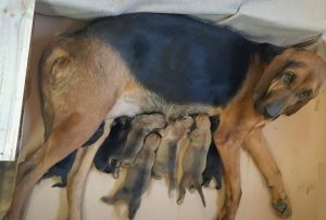 Nacieron siete Bloodhound en la Sección Canes de Búsqueda y Rescate de Puerto San Julián