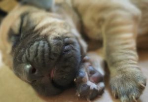 Nacieron siete Bloodhound en la Sección Canes de Búsqueda y Rescate de Puerto San Julián