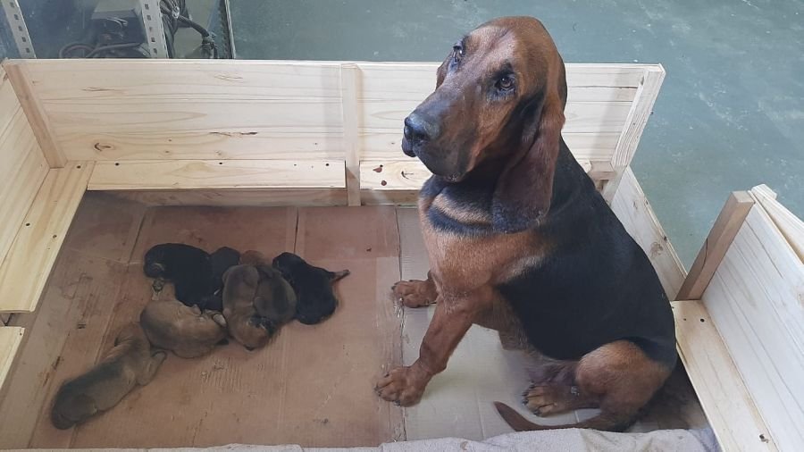 Nacieron siete Bloodhound en la Sección Canes de Búsqueda y Rescate de Puerto San Julián