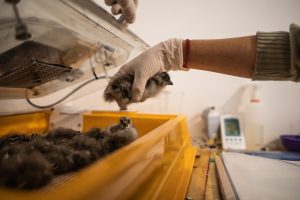 Liberan a pichones de Cauquén Común incubados y criados artificialmente en Santa Cruz