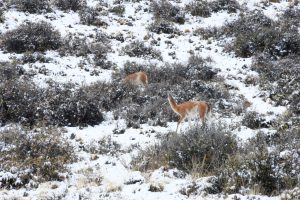 Turismo en Santa Cruz: invitan a recorrer el Parque Provincial Cueva de las Manos